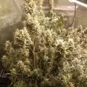 Fat Bastard Auto + Weding Cake Auto