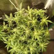 Lemon Cherry Cookies Auto