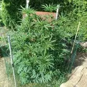 Fat-Bastard Outdoor 🥦👨‍🌾🐝