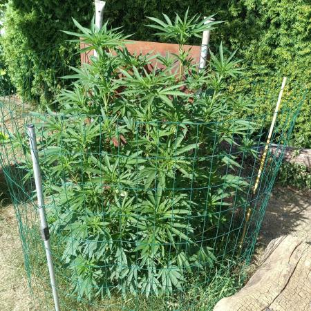 Fat-Bastard Outdoor 🥦👨‍🌾🐝