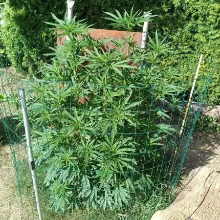 Fat-Bastard Outdoor 🥦👨‍🌾🐝