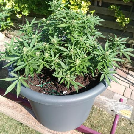Dankberry the Second Outdoor-Queen