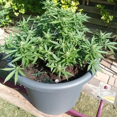 Dankberry the Second Outdoor-Queen