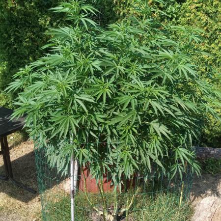 Fat-Bastard Outdoor 🥦👨‍🌾🐝