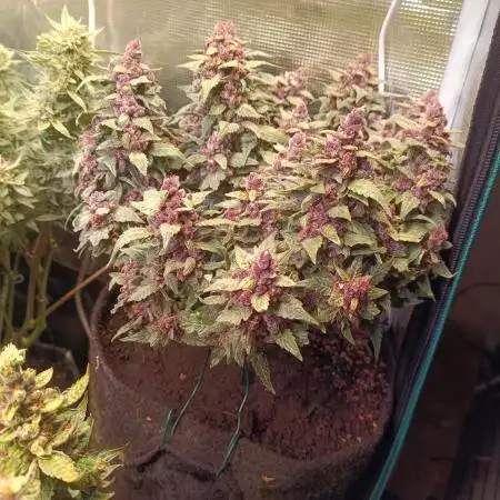 Lemon Cherry Cookies Auto