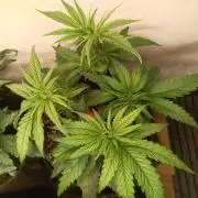 Fat-Bastard Outdoor 🥦👨‍🌾🐝