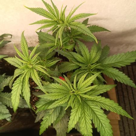 Fat-Bastard Outdoor 🥦👨‍🌾🐝