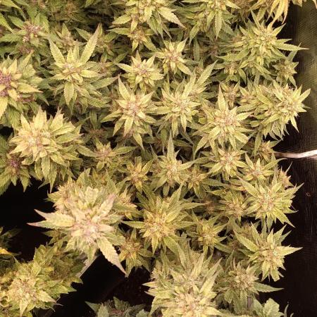 Purple People Eater Auto