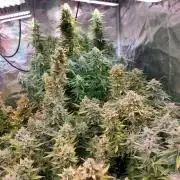 Blueberry + Critical Kush testing Setup