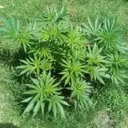 Fat-Bastard Outdoor 🥦👨‍🌾🐝