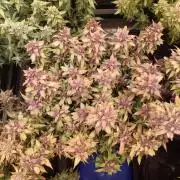Lemon Cherry Cookies Auto