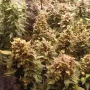 Dankberry Auto-Deep Pots, Full Potential