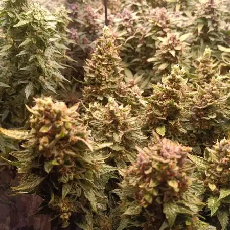 Dankberry Auto-Deep Pots, Full Potential