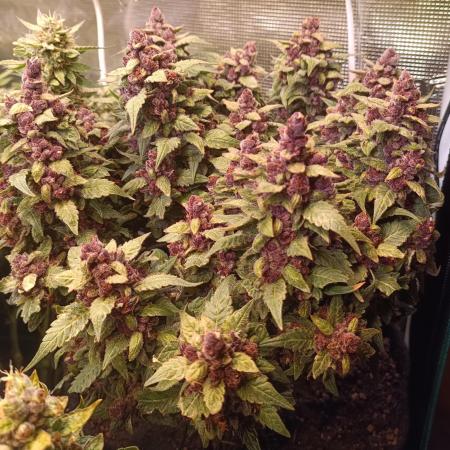 Lemon Cherry Cookies Auto