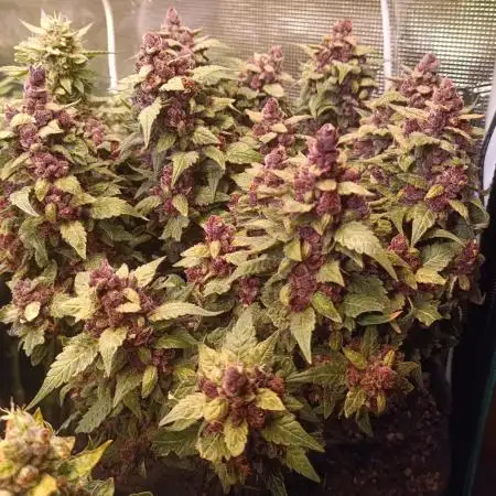 Lemon Cherry Cookies Auto