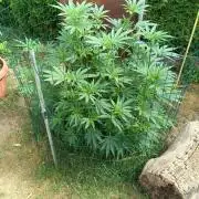 Fat-Bastard Outdoor 🥦👨‍🌾🐝