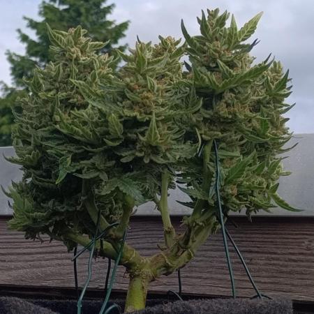 Dankberry Outdoor 🥦👨‍🌾🐝