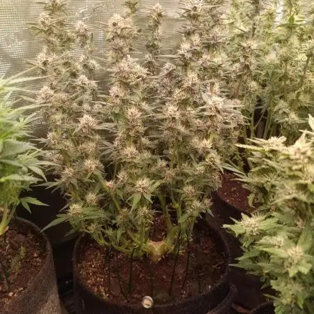 Lemon Cherry Cookies Auto