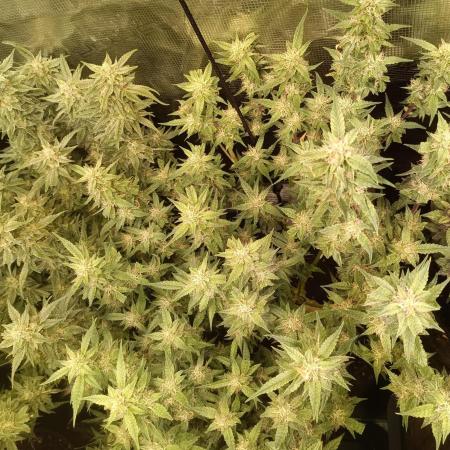 Purple People Eater Auto