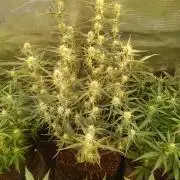 Purple People Eater Auto