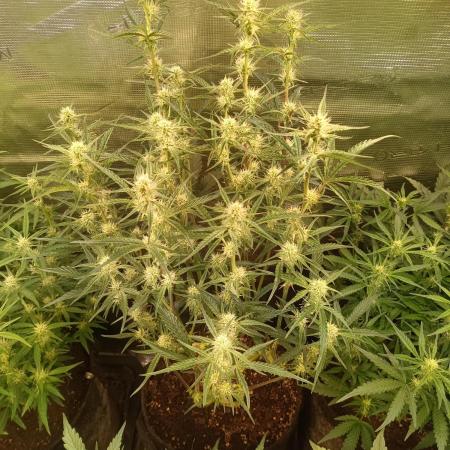 Purple People Eater Auto