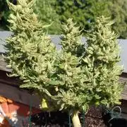 Dankberry Outdoor 🥦👨‍🌾🐝