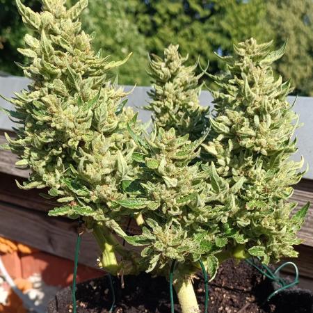 Dankberry Outdoor 🥦👨‍🌾🐝