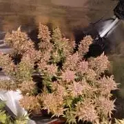 Purple People Eater Auto