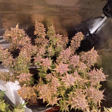 Purple People Eater Auto