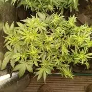 Dankberry Auto-Deep Pots, Full Potential
