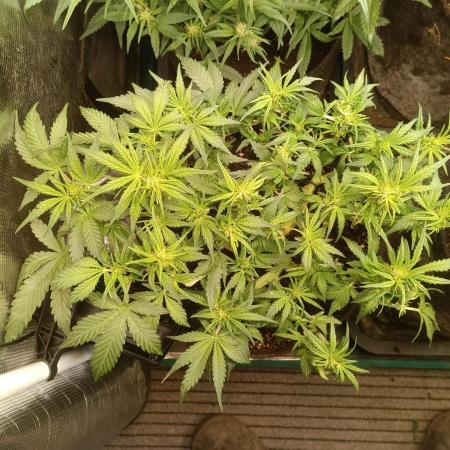 Dankberry Auto-Deep Pots, Full Potential