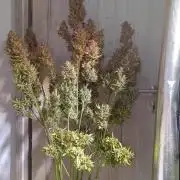 Fat Bastard Auto + Weding Cake Auto+RBB