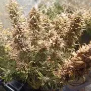 Purple People Eater Auto