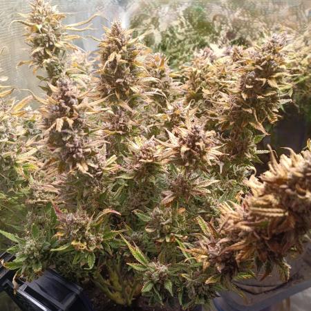 Purple People Eater Auto