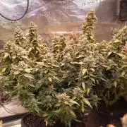 Dankberry Auto-Deep Pots, Full Potential