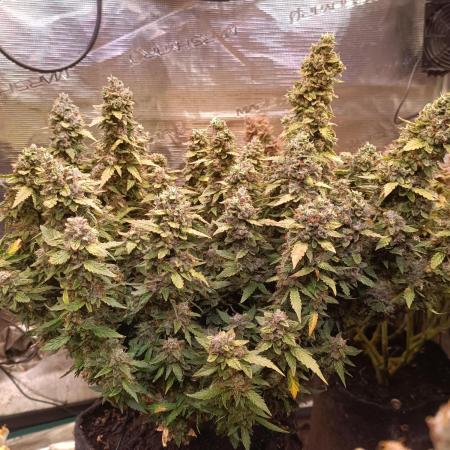 Dankberry Auto-Deep Pots, Full Potential