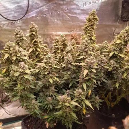 Dankberry Auto-Deep Pots, Full Potential