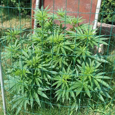 Fat-Bastard Outdoor 🥦👨‍🌾🐝