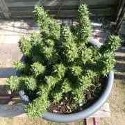 Dankberry the Second Outdoor-Queen