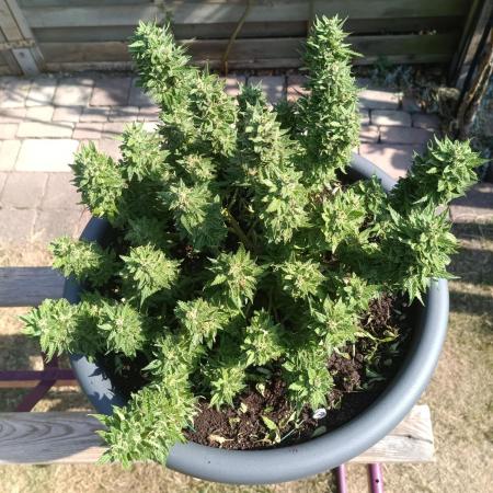 Dankberry the Second Outdoor-Queen