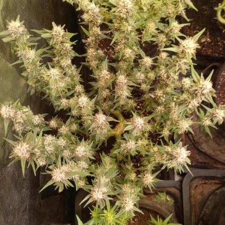 Lemon Cherry Cookies Auto