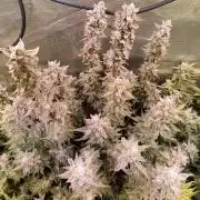 Purple People Eater Auto