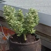 Dankberry Outdoor 🥦👨‍🌾🐝