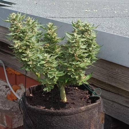 Dankberry Outdoor 🥦👨‍🌾🐝