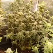 Purple People Eater Auto