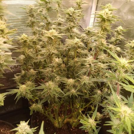 Purple People Eater Auto
