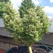 Dankberry Outdoor 🥦👨‍🌾🐝