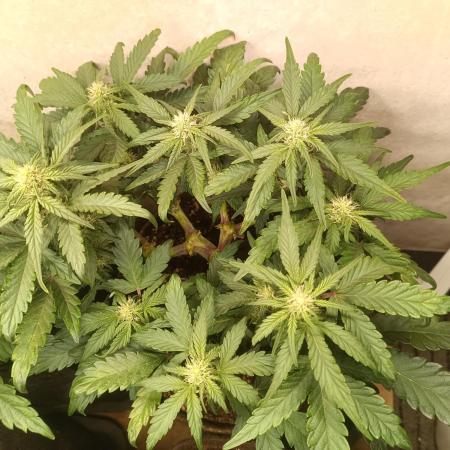 Dankberry Outdoor 🥦👨‍🌾🐝