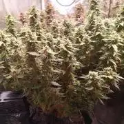 Dankberry Auto-Deep Pots, Full Potential