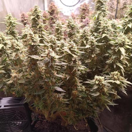 Dankberry Auto-Deep Pots, Full Potential